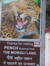 Pench’oners Spotting Leopards!